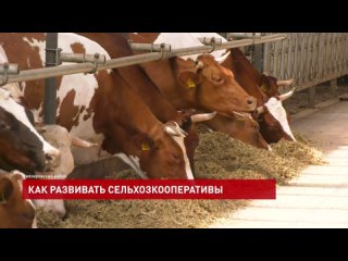 Путь от коровы до холодильника. Как государство оказывает помощь сельхозкооперативам в переработке и реализации молока