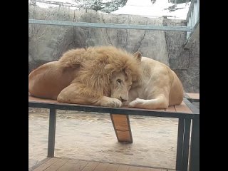 Влюбленные львы 🦁