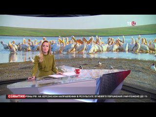 На Ставрополье выясняют причины массовой гибели птиц