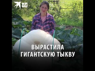 Вырастила гигантскую тыкву