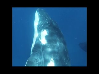 пение горбатых китов