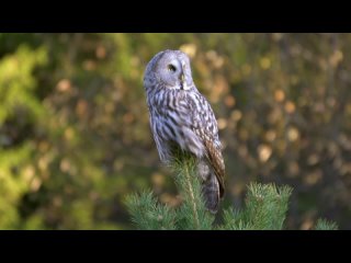 Бородатая неясыть (Strix nebulosa)