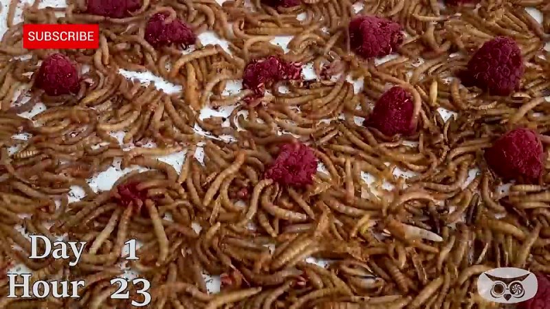 10000 Mealworms Eating Styrofoam  Chicken Wings To The Bone - Compilation