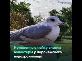 Истощенную чайку спасли волонтеры у Воронежского водохранилища