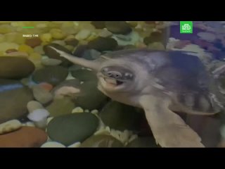 Черепаха Пенни готова встретиться с посетителями