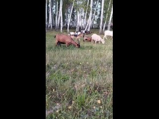 Vídeo de Усадьба “ Весёлая коза “ Каменск-Уральский.
