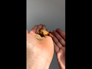 Малютка геккон