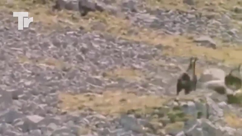 Eagle Attacks Dog and Quickly Pays Its 