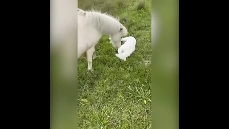 Мама лошадь показывает своего малыша