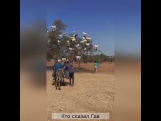 Кто сказал ГАВ - Удивительное зрелище козы пасутся на деревьях