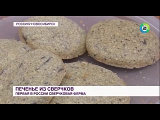 🤮 В России запускают ферму сверчков для приготовления из них всех возможных продуктов питания