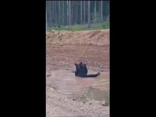 В Башкирии заметили медведя, который «принимал ванну» в луже у дороги.