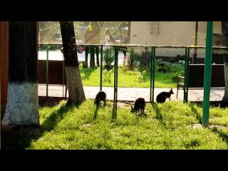 Липецкий зоопарк показал видео с тремя кенгуру Беннета, которые осваиваются после Карелии