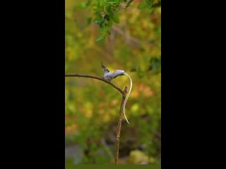 The beautiful Indian lyrebird