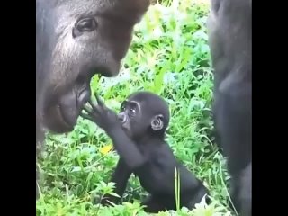 Папа-горилла, почему у тебя такие большие ноздри? Это потому что у меня очень толстые пальцы, дитя!