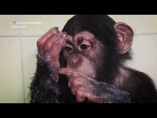 Шимпанзе Оскар из Отеля Yalta Intourist принимает душ(360P).mp4