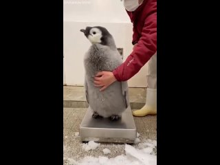 Взвешивание императорского пингвинёнка.