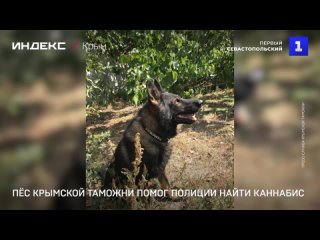 Пёс Крымской таможни помог полиции найти каннабис