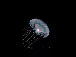 медуза
Aequorea victoria