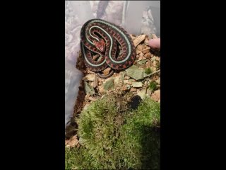 Thamnophis sirtalis infernalis кусается