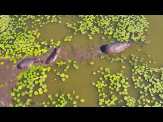 Botswana  Okavango Delta 4K - Scenic Wildlife Film With African Music