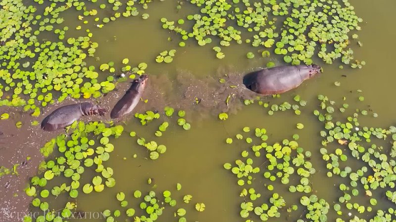 Botswana  Okavango Delta 4K - Scenic Wildlife Film With African Music