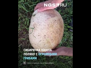 Сибирячка нашла огромный 6-килограммовый гриб
