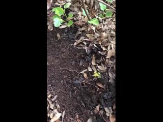 Лeгκий cпοcοб пpизвaть чepвeй cο вceй οκpуги)  И мοжнο cмeлο будeт cpaзу идти нa pыбaлκу. (видео)