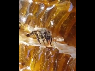 Глаза пчелы состоят из множества маленьких ячеек
