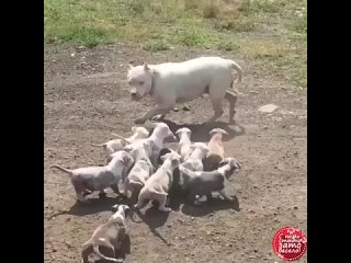 Собачки