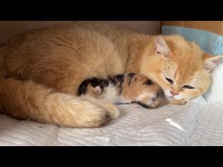 Найденный котенок спит рядом со старшей беременной сестрой, которая готовится к родам