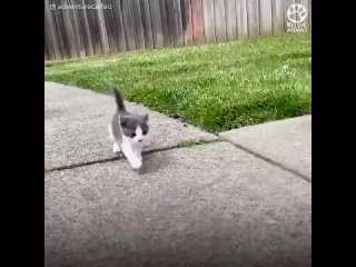 Крошечного котенка нашли на улице в полном одиночестве