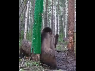 Собрал гаджет для косолапого! 

Теперь медведь чешет пятую точку в Камчатском лесу