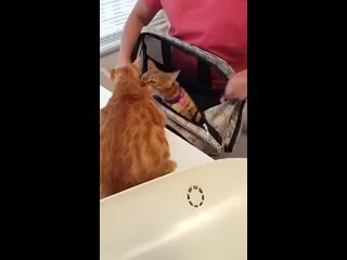 Кот спасает своего друга от «лап» ветеринара