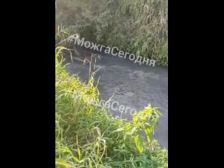 В реке Вала в Можгинском районе Удмуртии гибнет рыба