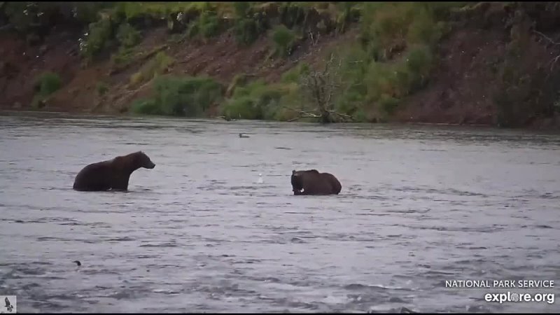 Brown Bear Cam Alaska Mom Bear catches breakfast for the family Sept 2,