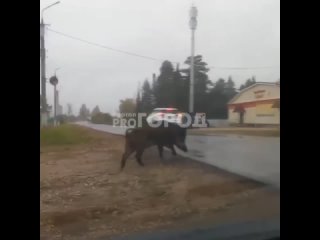 Огромный боров в Куженерах