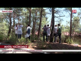 Охоту на австралийских насекомых-вредителей открыли в Крыму