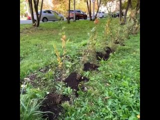 Высадка новых деревьев и кустов на месте поврежденных и погибших на участке от Центральной библиотеки до проспекта Мира 🌱🌿🌳