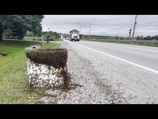 Фура с пятью миллионами пчел упала на трассу во время движения в Канаде