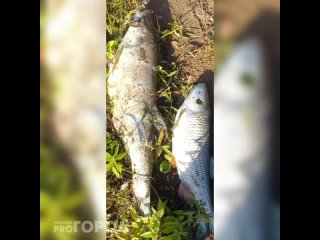 Мертвая рыба в реке Кубня в Янтиковском районе