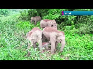 В Китае удалось заснять новорождённого слонёнка с мамой во время кормления