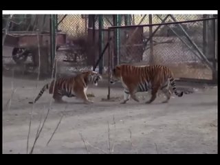 **Когда СИБИРСКИЙ тигр входит в вольер, то бенгальские тигры становятся похожими на котят.