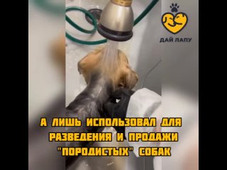 Волонтёры “Дай лапу“ спасли 8 собак с ул. Дзержинского 3/3