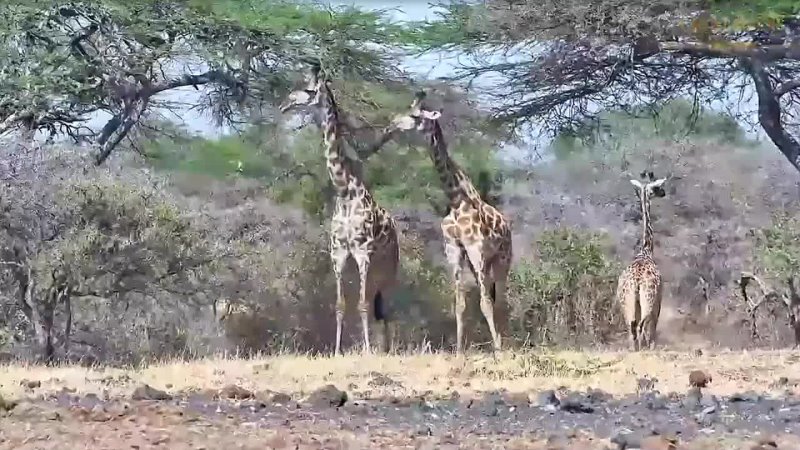 Necking male Giraffe. This is a  form of dominance, and can be very brutal sometimes.! 6 сент 2023