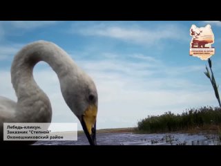 Лебедь-кликун заказник Степной Оконешниковского района