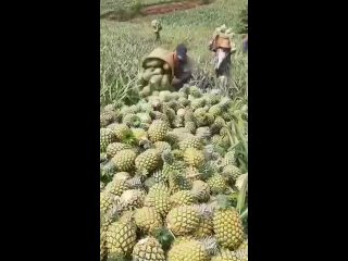 Так собирают ананасы