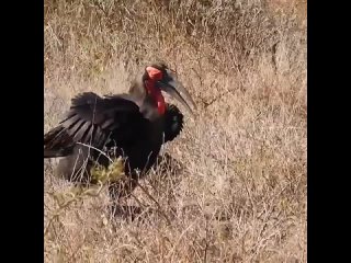 Кафрский рогатый ворон (Bucorvus leadbeateri)  самый крупный и хищный из семейства птиц-носорогов