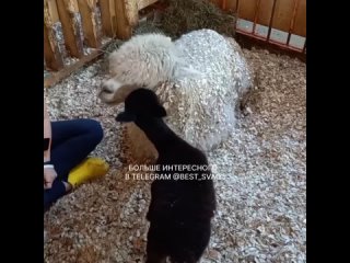 У пары альпаков родился детеныш на городской ферме на ВДНХ.