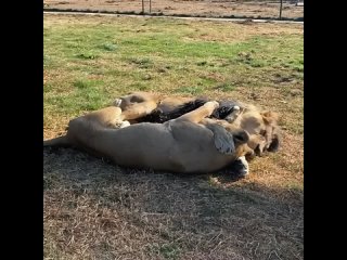 🦁 Парочка львов